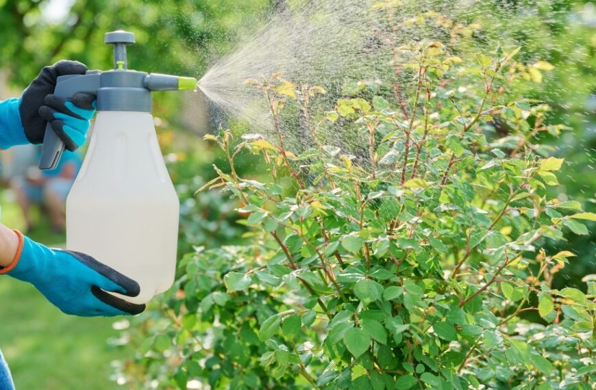 Upptäck det idiotsäkra knepet för att skapa en naturlig hemmagjord insekticid för att skydda dina växter!