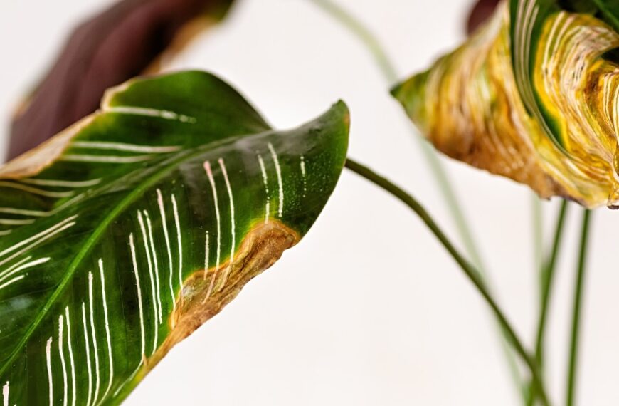 Ta reda på hur du stoppar din växts bladfällning och väcker den till liv igen?