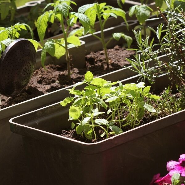 Odla tomater utan att vattna dem: praktiska tips för en självförsörjande trädgård