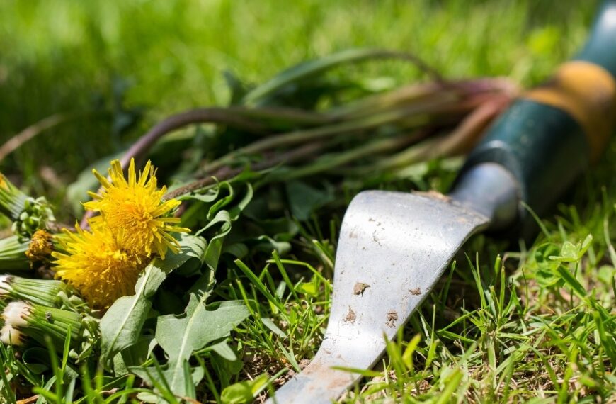 Hur du återupplivar din gräsmatta genom att eliminera ogräs: praktiska tips för en strålande gräsmatta!