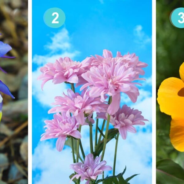 Personlighetstest: Avslöja din mentala styrka genom att välja bland dessa 3 mystiska blommor!