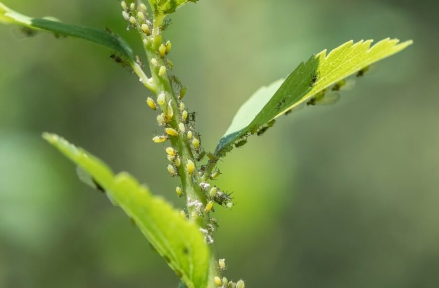Praktiska tips för att hålla dina unga växter fria från bladlöss med effektiva naturläkemedel!