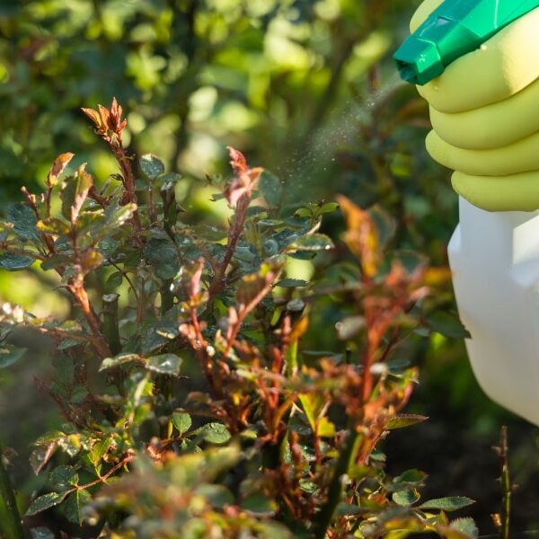 Hur kan du använda vit vinäger effektivt för att bekämpa bladlöss i din trädgård?
