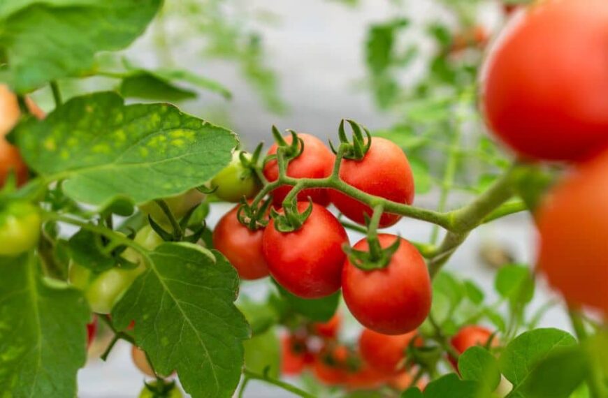 Handpollinering av tomater i växthuset: praktiska tips för framgångsrik trädgårdsskötsel