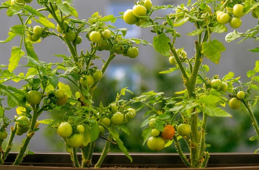 Praktiska råd för framgångsrik odling av körsbärstomater: optimera din grönsaksodling
